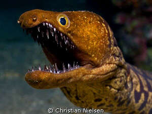 Tiger Moray
I wonder how he/she closes his/her mouth !!!... by Christian Nielsen 